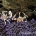 crab_porcelain_lu_mb_h_0242_png3146.jpg